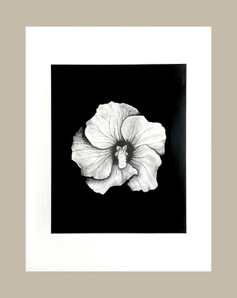 Realistic graphite drawing: flower, blossom, Hibiskus, hibiscus