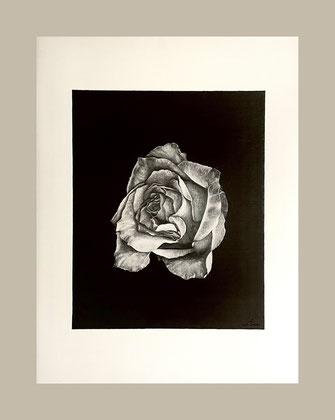 Realistic graphite drawing: flower, blossom, Rose, Rosa