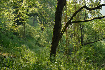 Ein grüner Wald mit einem dicken, mit Moos bewachsenen Baum in der Mitte