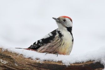 Mittelspecht (Foto: Frank Derer, LBV Bildarchiv)
