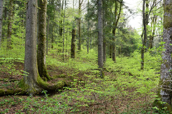 Ein Wald mit hohen Bäumen, auf dessen Boden grüne Sträucher wachsen