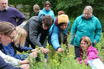 Eine Gruppe von Personen sieht sich gerade Wildkräuter mit gelben Blüten an