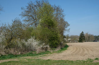 Kleine Bäume und größere Büsche (links), sowie ein Feld (rechts)