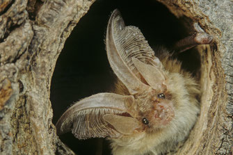 Ein Braunes Langohr (eine Fledermausart) guckt aus einer Baumhöhle hinaus