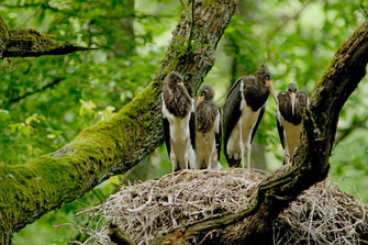 Vier junge Schwarzstörche stehen in ihrem Nest, das sich in einem grünen Wald befindet.