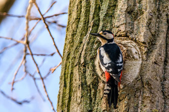 Ein Buntspecht sitzt an einem Baumstamm