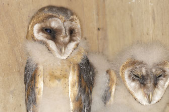 Junge Schleiereulen (Foto: Ralph Sturm, LBV-Archiv)