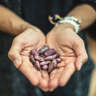 cacao mama fresh cacao beans purple hands offering