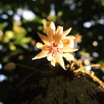 cacao mama cacao tree cacao flower