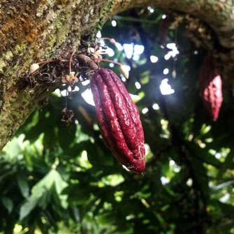 cacao mama cacao tree young cacao pod red