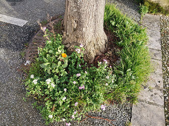 Fleurs sauvages, jolies et comestibles