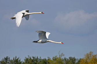 Fliegende Höckerschwäne vor blauem Himmel