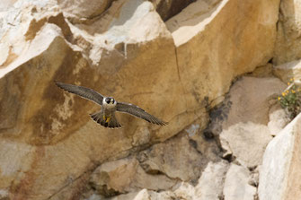 Wanderfalke Foto: Von Kevin Cole from Pacific Coast, USA - Peregrine Falcon (Falco peregrinus), CC BY 2.0