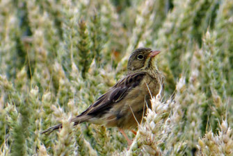 Juveniler Ortolan (Foto: Harald Vorberg)