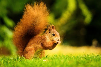 Eichhörnchen auf grünem Boden sitzend, fressend