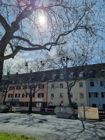 Saatkrähenkolonie Saatkrähennester Krähennester im Baum