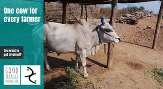 A cow in India representing the GoodTextiles Foundation's project