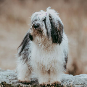 CH Ch Arya Chang Thang *07.05.2019*,        Besitzer: C. Tremp & M.Feuz, Mutter unseres M+P-Wurfs