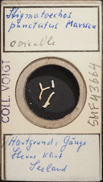 Senckenberg, Bryozoa, Bryozoen, Moostierchen, Sammlung Voigt