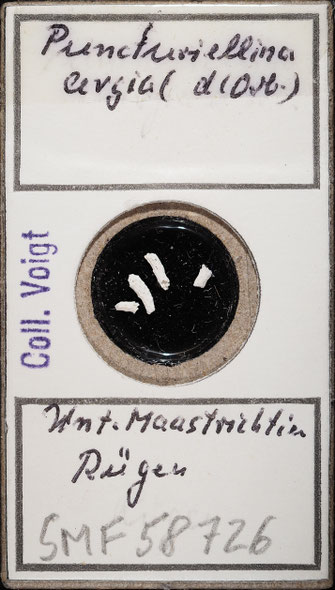 Senckenberg, Bryozoa, Bryozoen, Moostierchen, Sammlung Voigt