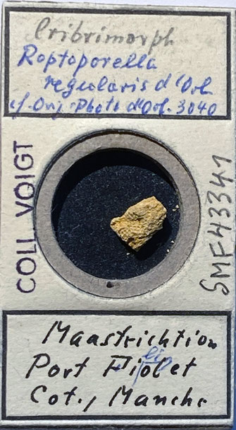 Senckenberg, Bryozoa, Bryozoen, Moostierchen, Sammlung Voigt