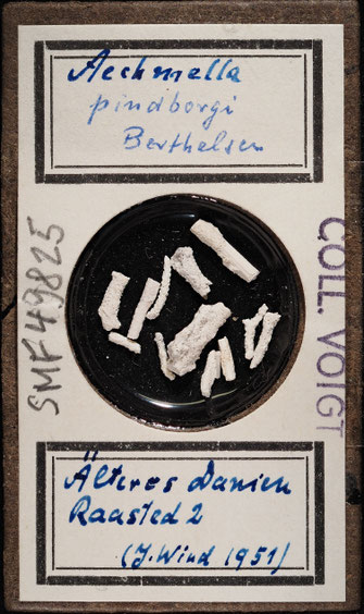 Senckenberg, Bryozoa, Bryozoen, Moostierchen, Sammlung Voigt
