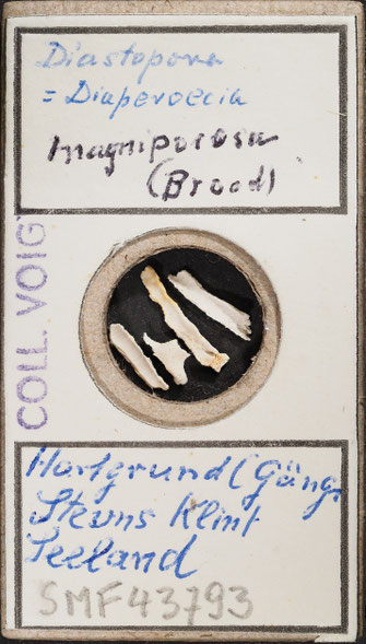 Senckenberg, Bryozoa, Bryozoen, Moostierchen, Sammlung Voigt