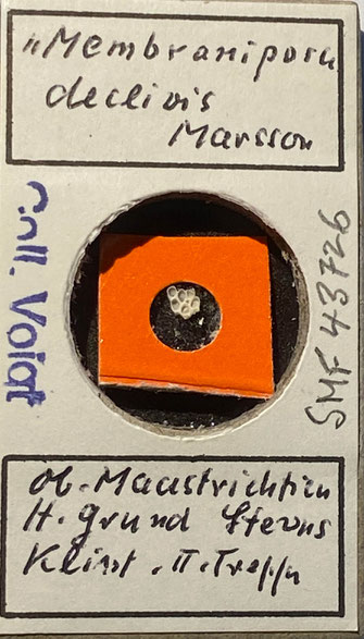 Senckenberg, Bryozoa, Bryozoen, Moostierchen, Sammlung Voigt