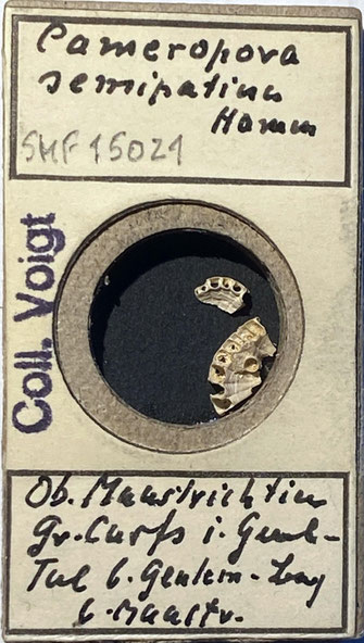 Senckenberg, Bryozoa, Bryozoen, Moostierchen, Sammlung Voigt