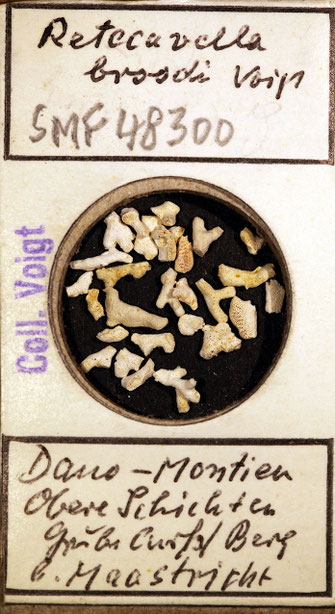 Senckenberg, Bryozoa, Bryozoen, Moostierchen, Sammlung Voigt