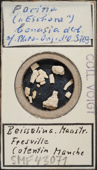 Senckenberg, Bryozoa, Bryozoen, Moostierchen, Sammlung Voigt