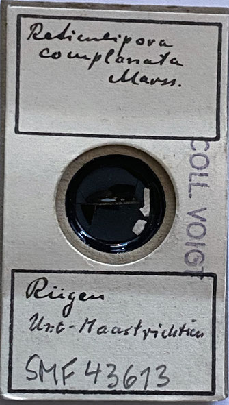 Senckenberg, Bryozoa, Bryozoen, Moostierchen, Sammlung Voigt