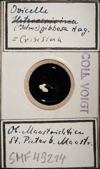 Senckenberg, Bryozoa, Bryozoen, Moostierchen, Sammlung Voigt