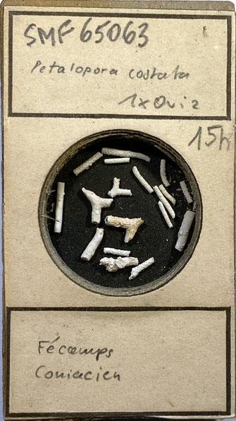 Senckenberg, Bryozoa, Bryozoen, Moostierchen, Sammlung Voigt