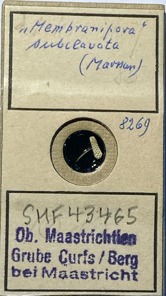 Senckenberg, Bryozoa, Bryozoen, Moostierchen, Sammlung Voigt