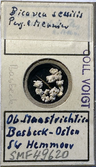 Senckenberg, Bryozoa, Bryozoen, Moostierchen, Sammlung Voigt