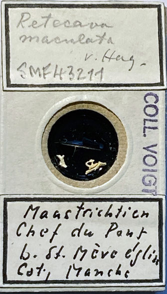 Senckenberg, Bryozoa, Bryozoen, Moostierchen, Sammlung Voigt