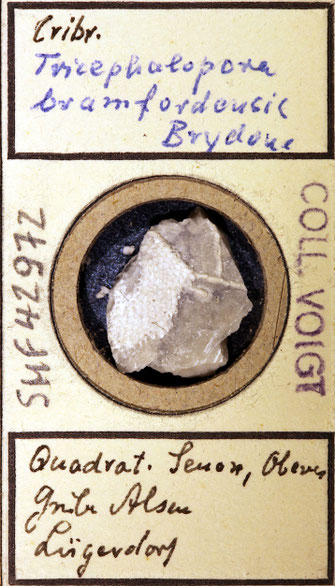 Senckenberg, Bryozoa, Bryozoen, Moostierchen, Sammlung Voigt