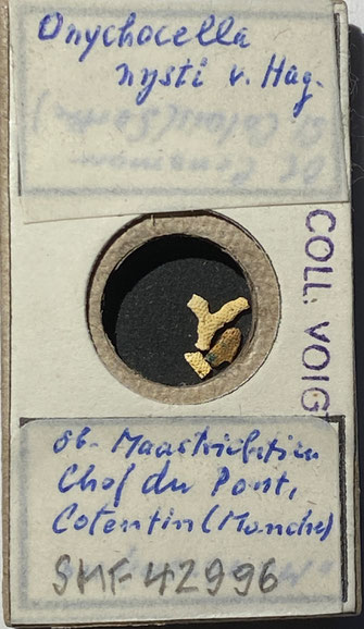 Senckenberg, Bryozoa, Bryozoen, Moostierchen, Sammlung Voigt
