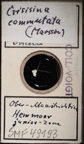 Senckenberg, Bryozoa, Bryozoen, Moostierchen, Sammlung Voigt