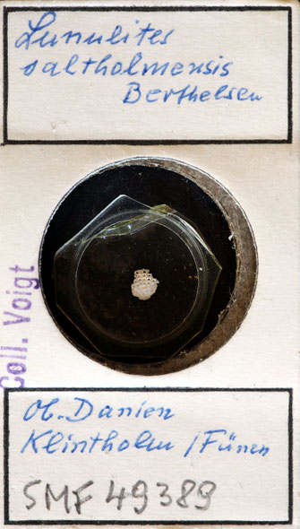 Senckenberg, Bryozoa, Bryozoen, Moostierchen, Sammlung Voigt