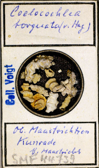 Senckenberg, Bryozoa, Bryozoen, Moostierchen, Sammlung Voigt