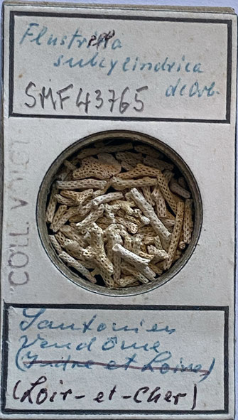 Senckenberg, Bryozoa, Bryozoen, Moostierchen, Sammlung Voigt