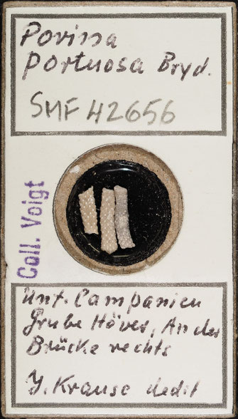 Senckenberg, Bryozoa, Bryozoen, Moostierchen, Sammlung Voigt