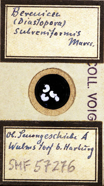 Senckenberg, Bryozoa, Bryozoen, Moostierchen, Sammlung Voigt