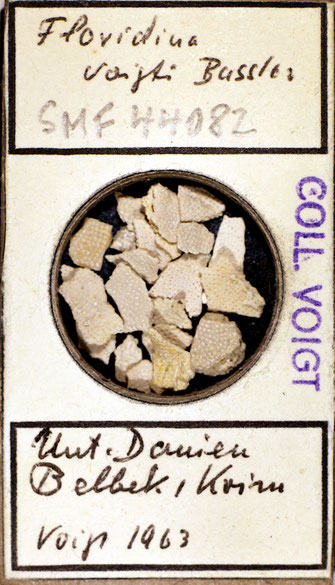 Bryozoa aus Sammlung Senckenberg Frankfurt, CC BY:  Dr. Rainer Teubner