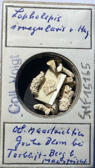 Senckenberg, Bryozoa, Bryozoen, Moostierchen, Sammlung Voigt