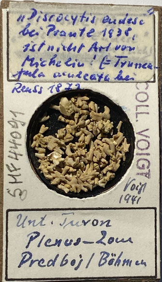 Senckenberg, Bryozoa, Bryozoen, Moostierchen, Sammlung Voigt