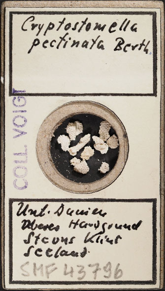 Senckenberg, Bryozoa, Bryozoen, Moostierchen, Sammlung Voigt