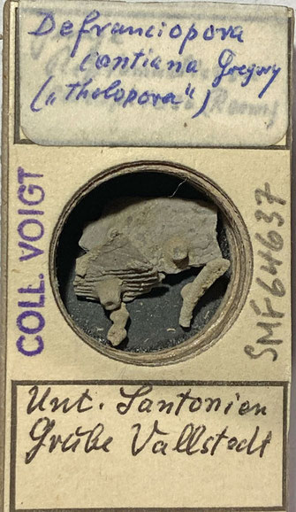 Senckenberg, Bryozoa, Bryozoen, Moostierchen, Sammlung Voigt
